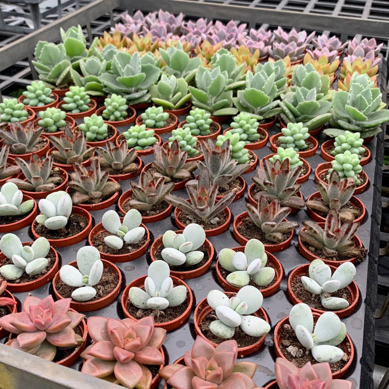 Which plant grow light is best for succulents?