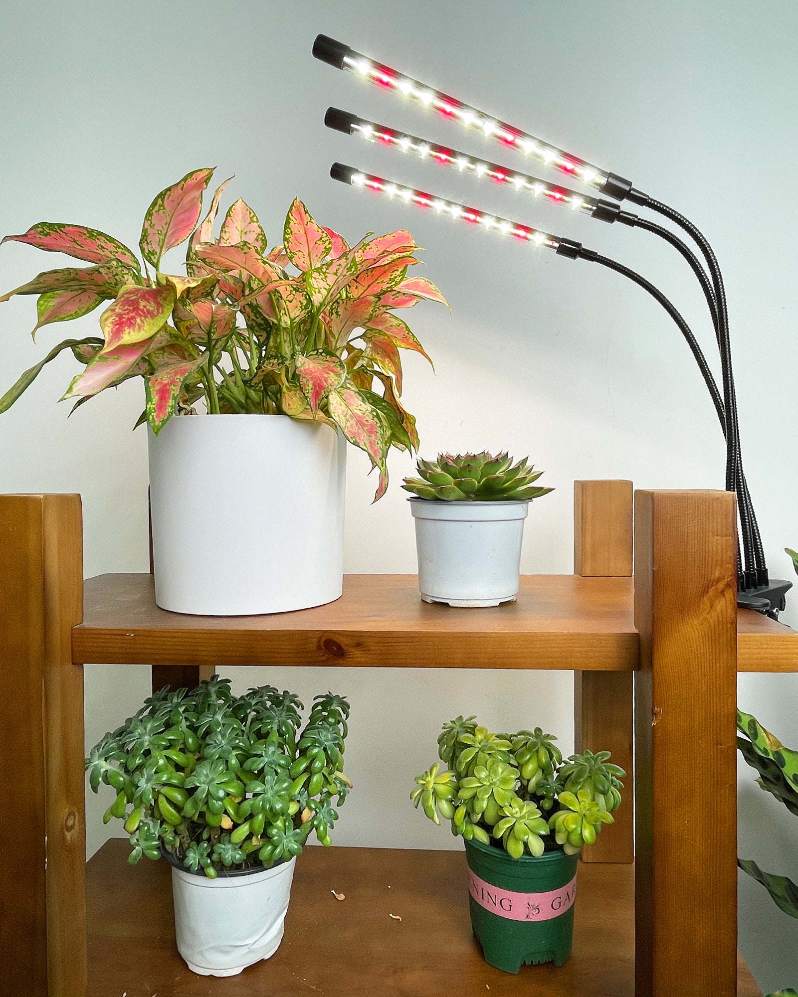 Led clamp store grow light